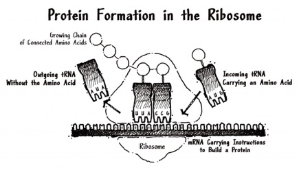 protein-formationjpg